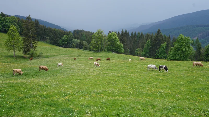 Forsthaus Rampensau – Location im Almgebiet